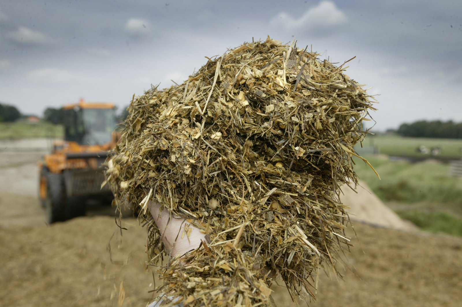 The ability of cows to convert feed protein into milk is also dependent on silage quality. [Photo: Mark Pasveer]