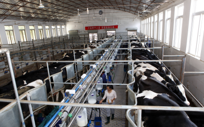 China is not a cheap place to produce milk