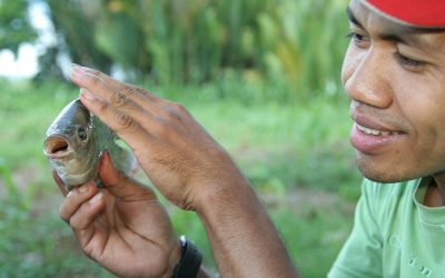 Aquaculture to become major protein source