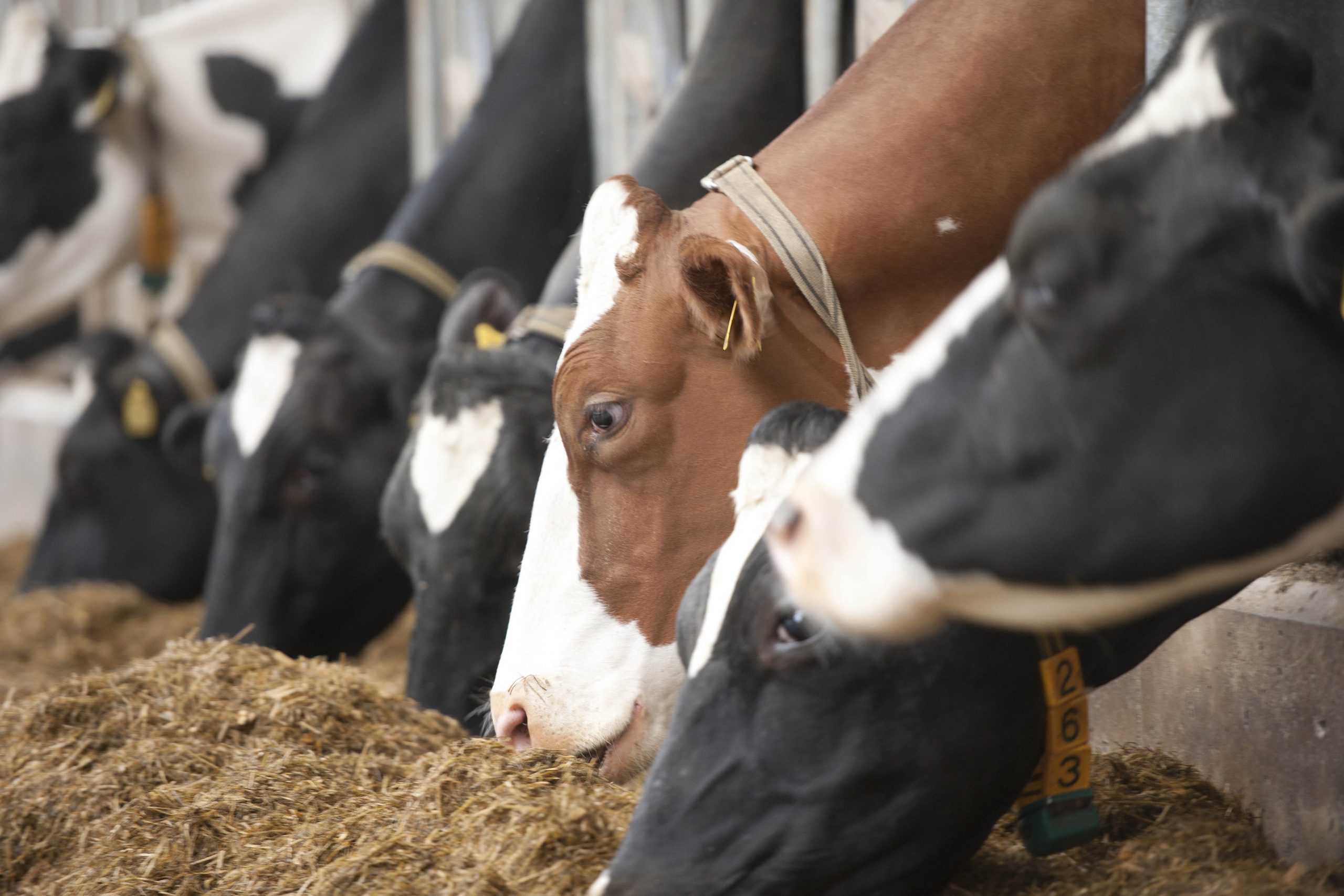 Antibiotic reduction in animal production. Photo: Mark Pasveer