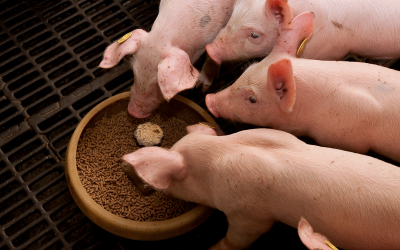 Russia increases compound pig feed production