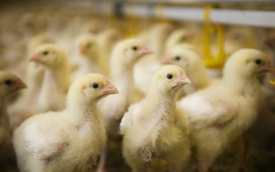 Poultry Summit discusses antibiotic challenges