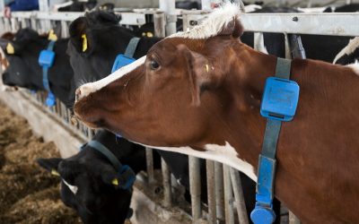 Taking cow feeding to the next level. Photo: Wick Natzijl