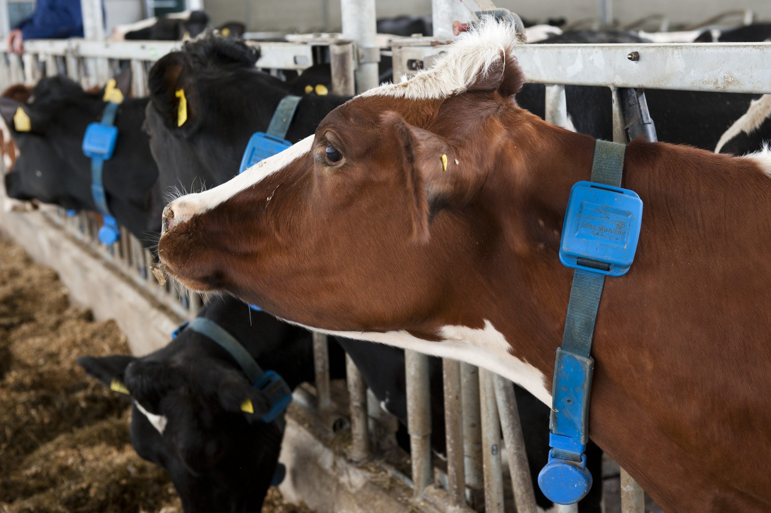 Taking cow feeding to the next level. Photo: Wick Natzijl