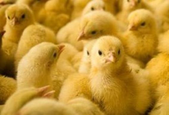 Building a continuous nutrient link in broilers