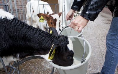 Feeding residue milk: A no-go. Photo: Jan Willem Schouten