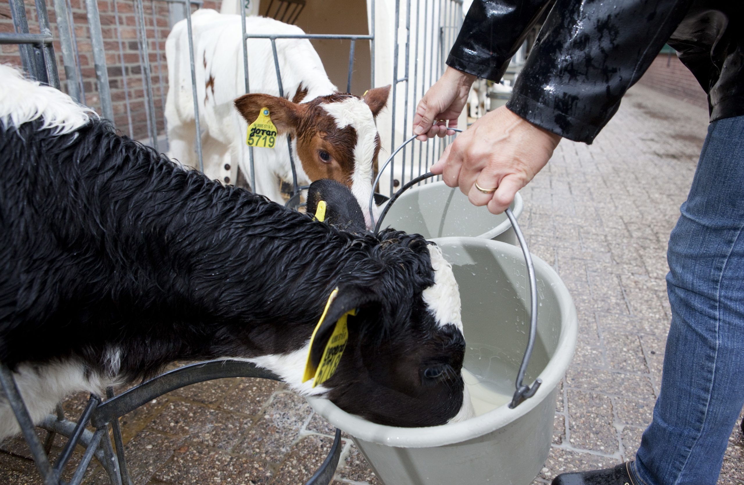 Feeding residue milk: A no-go. Photo: Jan Willem Schouten
