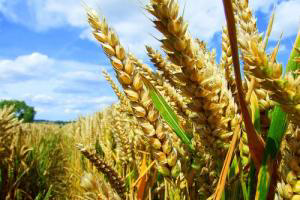 Hungary destroys acres of GM corn