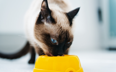 Dangers of contaminated pet food under study