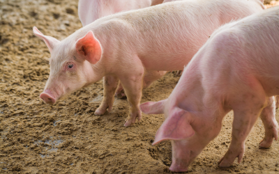In piglets higher levels of ZnO in feed are needed to meet their requirements.