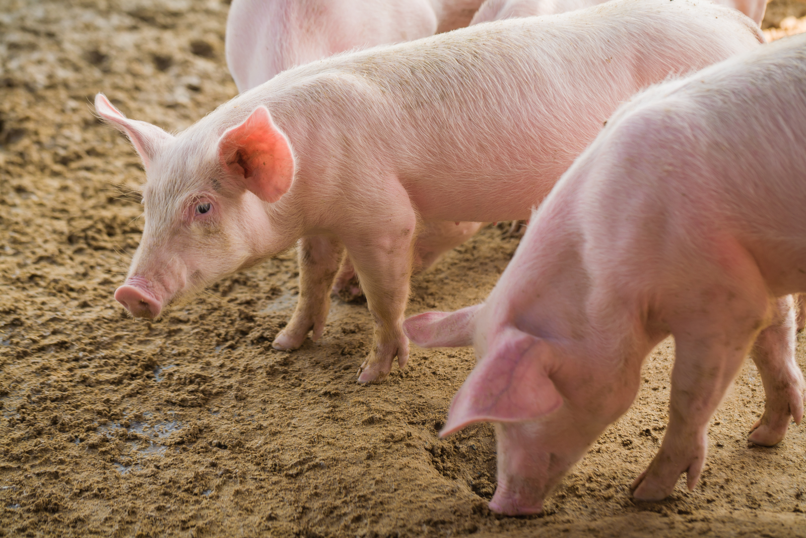 In piglets higher levels of ZnO in feed are needed to meet their requirements.