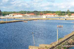 Vietnam aids Sri Lanka s aquaculture development