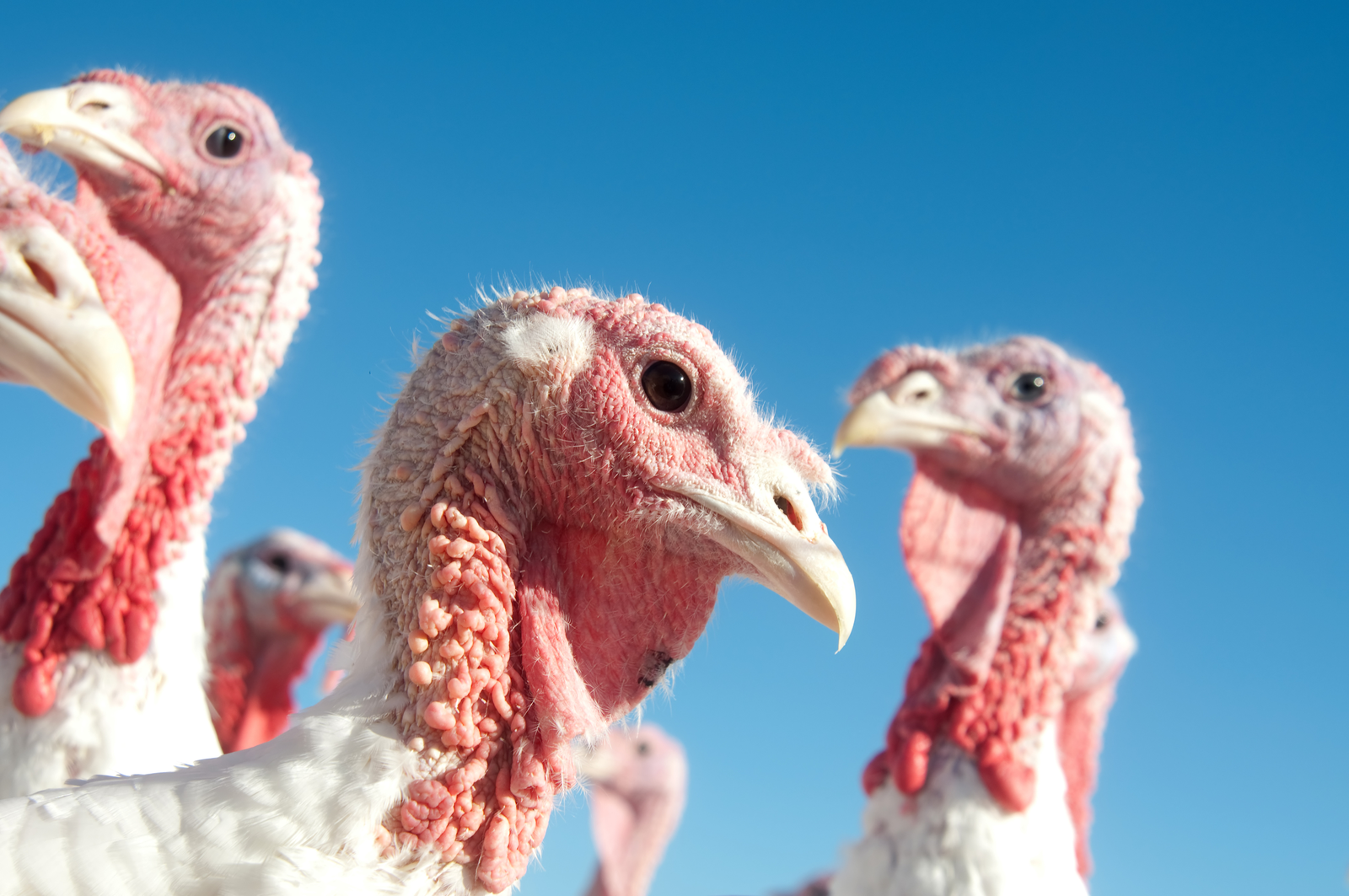 Challenges in ( turkey breeding