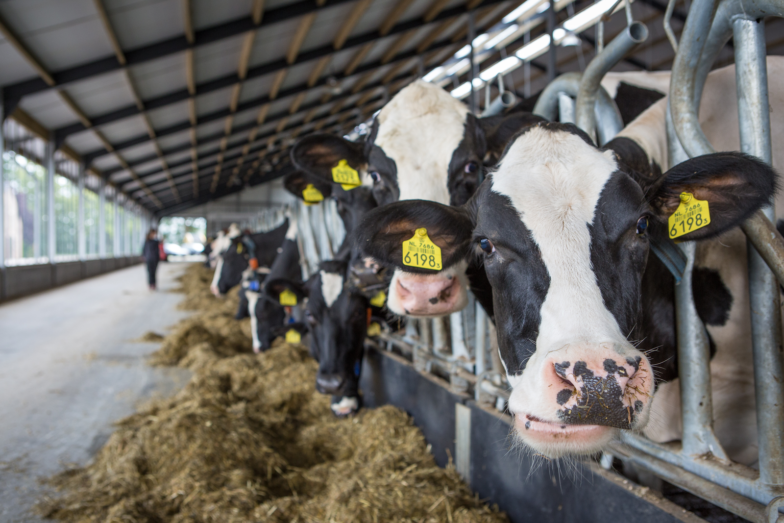Sweetening anionic salts for dairy cows