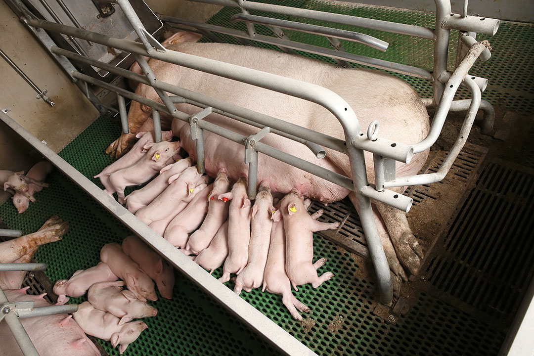 Having 30 piglets per sow per year is starting to become common practice. Photo: Hans Prinsen