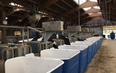 Dairy nutrition research has become a very important part for MiXscience and about a third of all the activities at MRC are dairy cow based. Photo: Emmy Koeleman