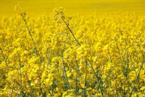 Oilseed rape set for lowest area in four years