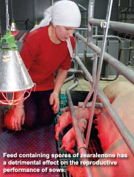 A novel solution to tackle zearalenone in sow feed