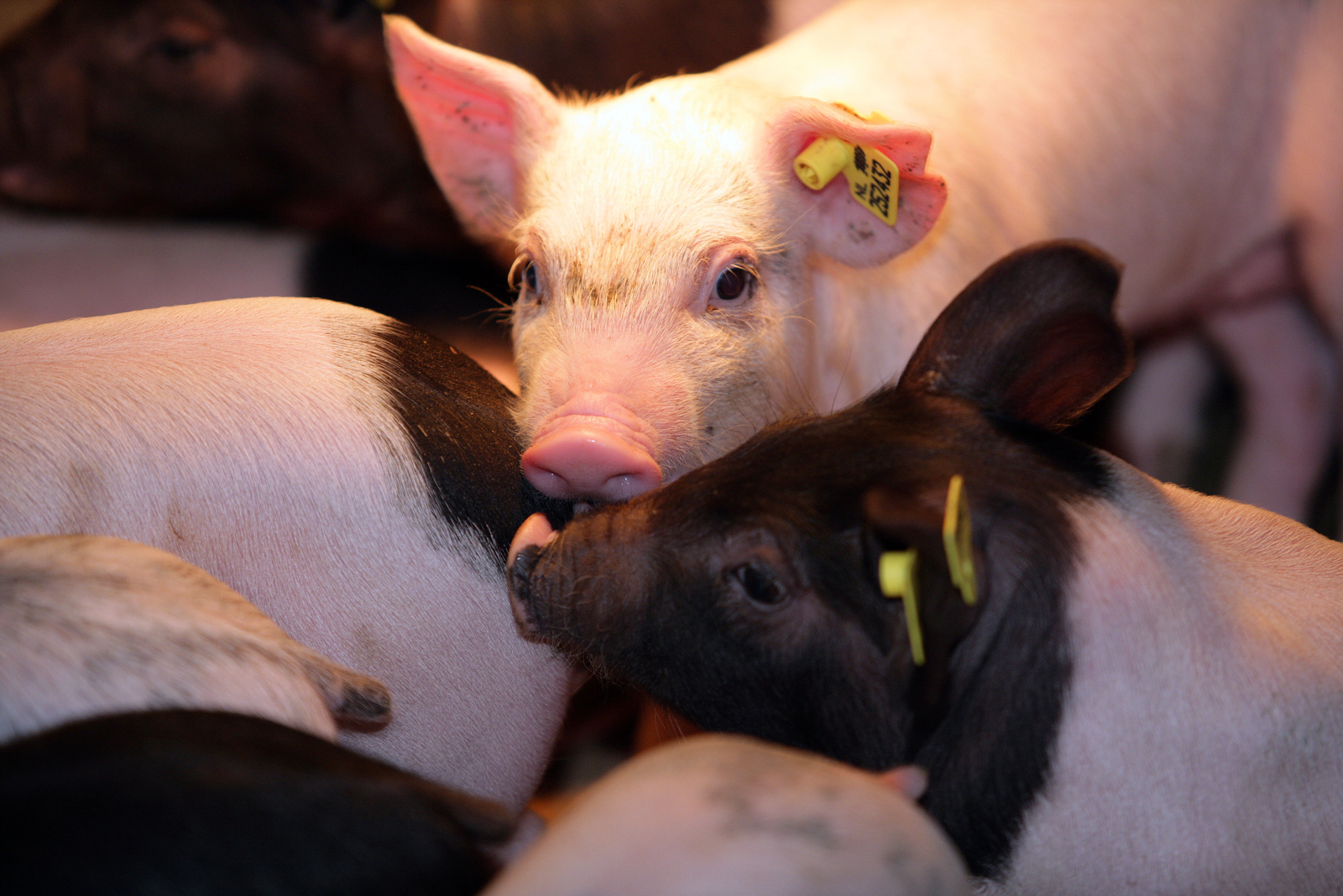 Effect of feed on microbiota balance in piglets