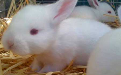 Study: Optimum amino acid evaluation in rabbit feed