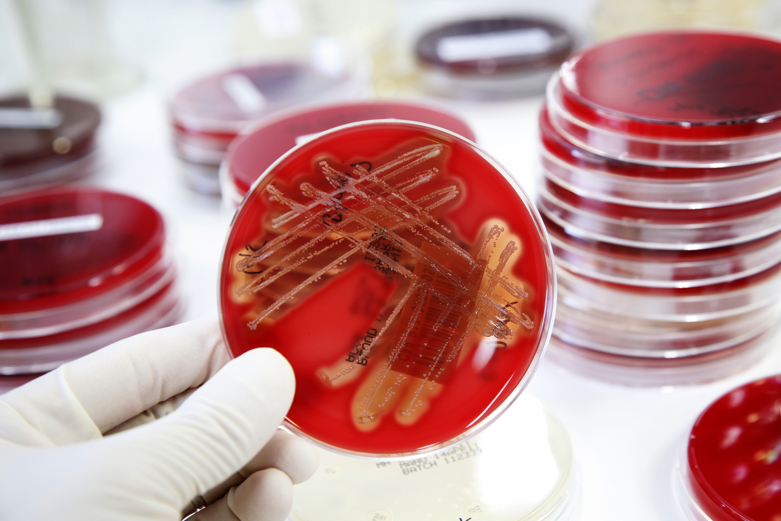 Antibiotic reduction: strong focus on biosecurity