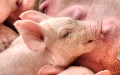 Dietary nucleotides for lactating sows. Photo: Shutterstock
