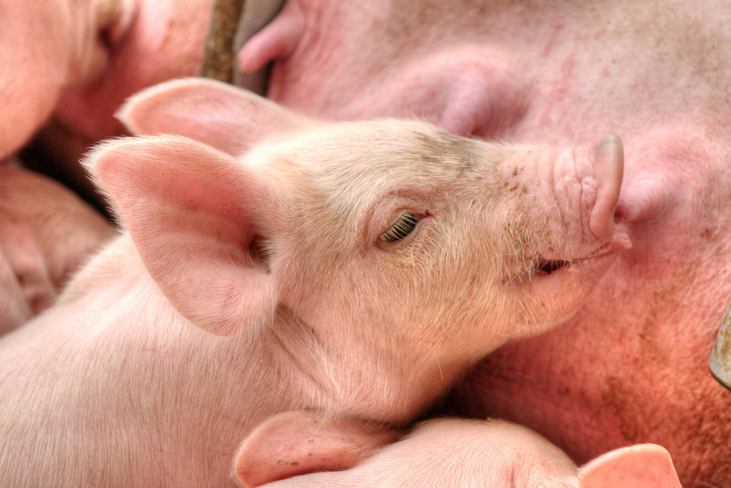 Dietary nucleotides for lactating sows. Photo: Shutterstock