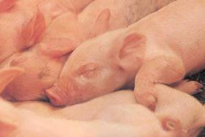 Research: Antibiotic resistance in pigs