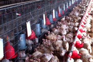 Turkey feed trial helps reduce Salmonella species