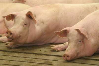 Adisseo s NSP enzyme gets first EU approval for sows