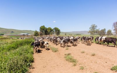 Climate change: Propelling heat stress problems? Photo: Chris Van Lennep