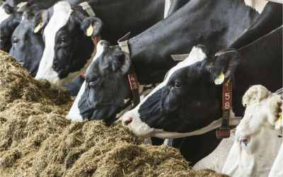 GM livestock feed, no long term health risks for humans