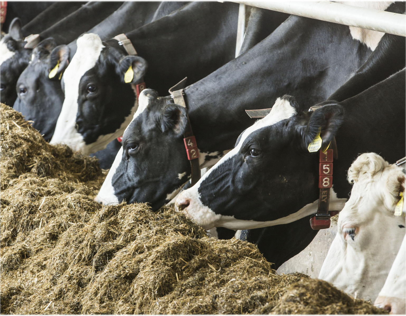 GM livestock feed, no long term health risks for humans