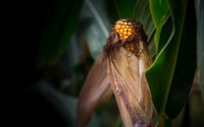 Maize is invariably contaminated pre-harvest with fumonisins and China will be the same as elsewhere in the world. Photo: Shutterstock