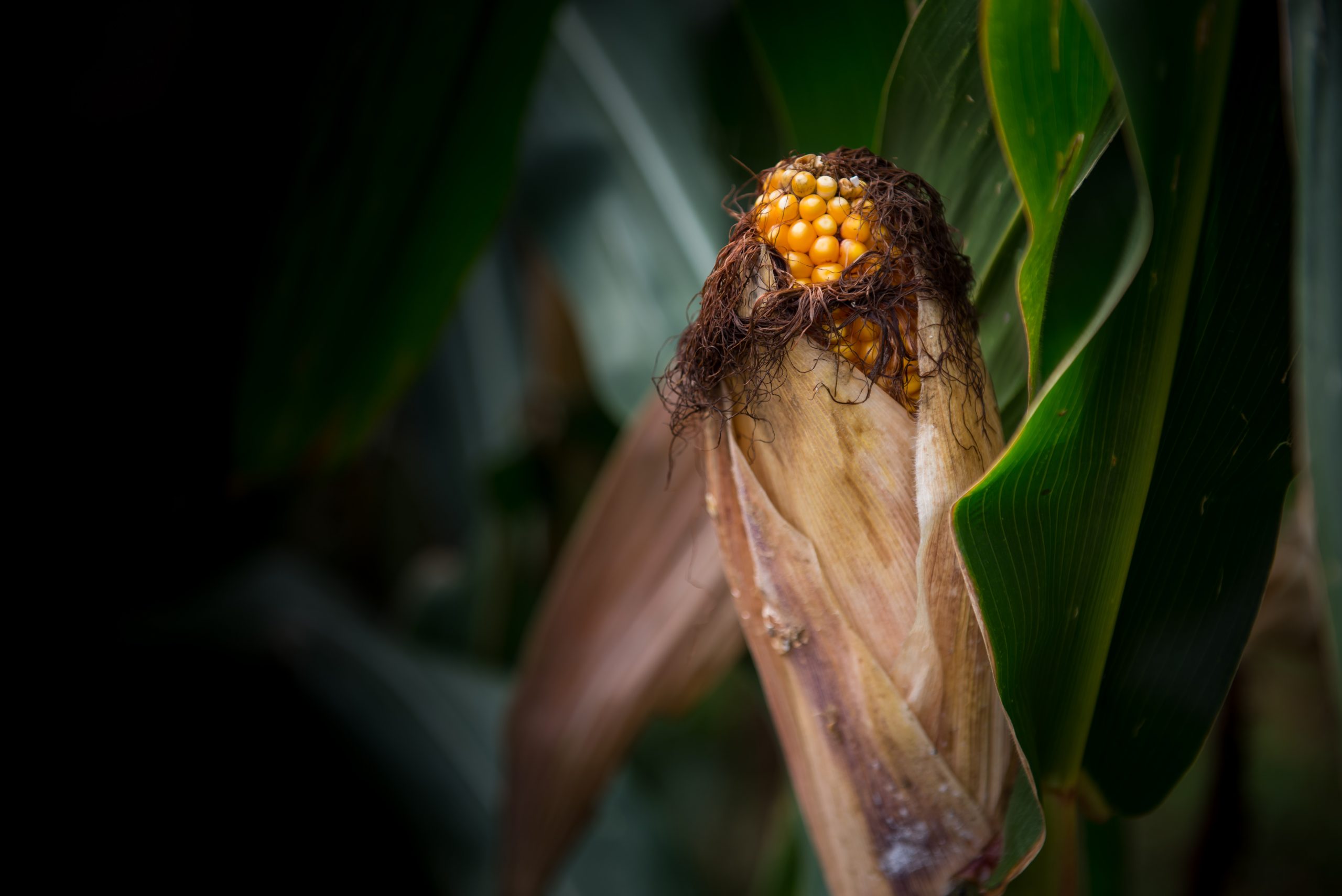 Maize is invariably contaminated pre-harvest with fumonisins and China will be the same as elsewhere in the world. Photo: Shutterstock