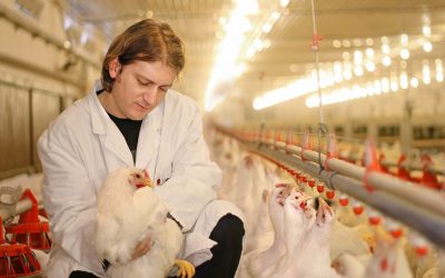 Strategies to master heat stress in poultry. Photo: Branex