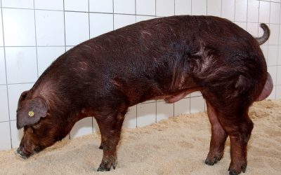 Positive results for boar feed. Photo: Ronald Hissink