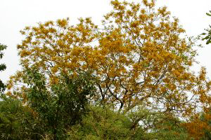 Feeding value of Pterocarpus erinaceus for growing goats