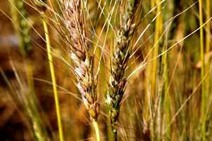 UK wheat polluted with fusarium