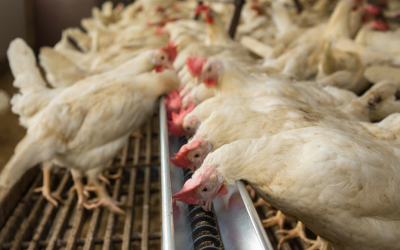 These Dekalb hens are the second test flock for which the feed has been supplemented with fly larvae. <em>Photo: Roel Dijkstra</em>