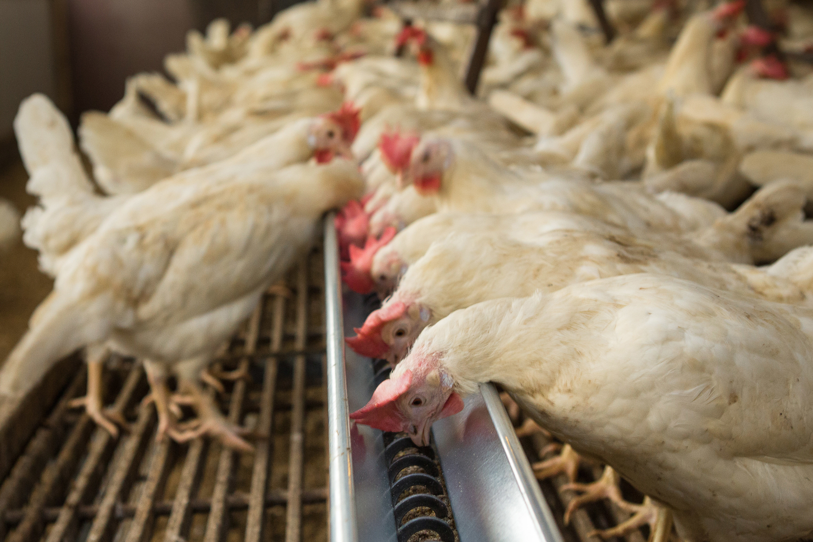 These Dekalb hens are the second test flock for which the feed has been supplemented with fly larvae. <em>Photo: Roel Dijkstra</em>