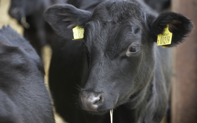 Prebiotics usage in livestock: What is next?