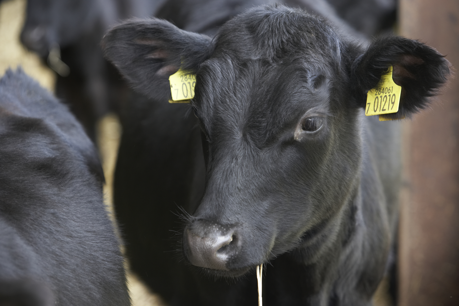 Prebiotics usage in livestock: What is next?