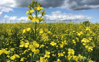 Use of canola meal as a high-protein ingredient has increased in many countries. Photo: Canola Council of Canada