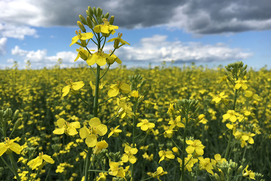 Canola meal in dairy rations - All About Feed