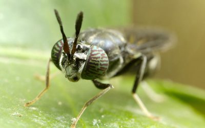 Insects such as the black soldier fly are used in feed as an alternative source of protein. Photo: InsectWorld