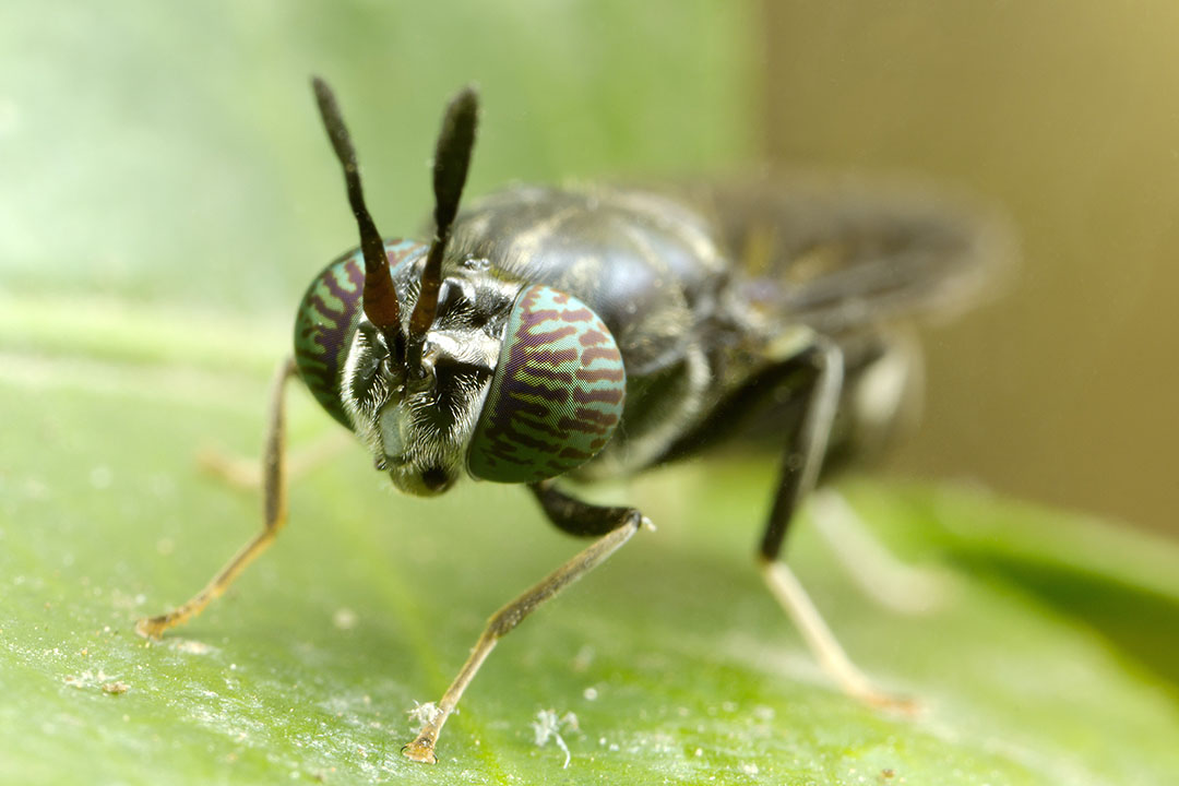 Insects such as the black soldier fly are used in feed as an alternative source of protein. Photo: InsectWorld