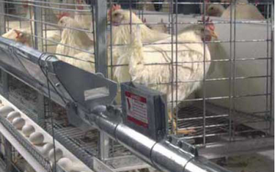 Studies have shown that Campylobacter and Salmonella are more common in chickens having outdoor exposure than in birds raised in conventional indoor housing (cages).