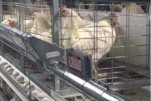 Studies have shown that Campylobacter and Salmonella are more common in chickens having outdoor exposure than in birds raised in conventional indoor housing (cages).