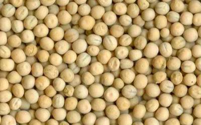 Pig research: How digestible is phosphorus in peas